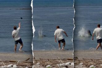 Attorney for man accused of throwing rock at endangered Hawaiian monk seal says client was protecting turtles