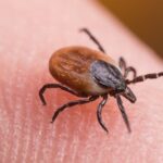 Tick bite ER visits hit highest seasonal level in years as doctors warn of disease surge