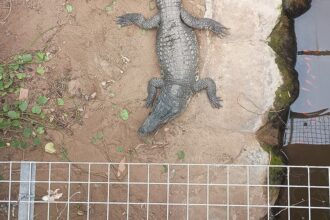 Man charged with attempted murder, released after allegedly forcing toddler into crocodile enclosure at zoo