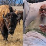 Bison victim speaks out after wild attack: They move faster than you could ever imagine