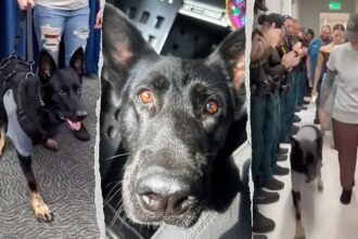 Heroic Florida K-9 returns to sheriff's office days after being shot protecting 3 deputies, losing leg