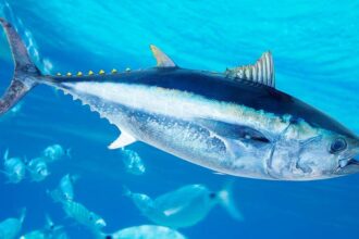 World-record bluefin tuna caught off the coast of San Diego on rod and reel by sport fisherman