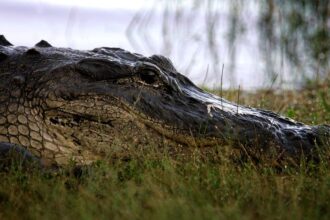 Florida fisherman, 71, killed by nearly 12-foot alligator as rescuers face more gators