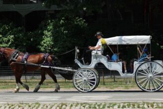 Mamdani, City Council move to end iconic NYC horse-drawn carriage industry as workers face uncertain future