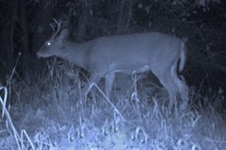 Young buck gets ragdolled and tossed in the air during battle with larger buck caught on trail cam